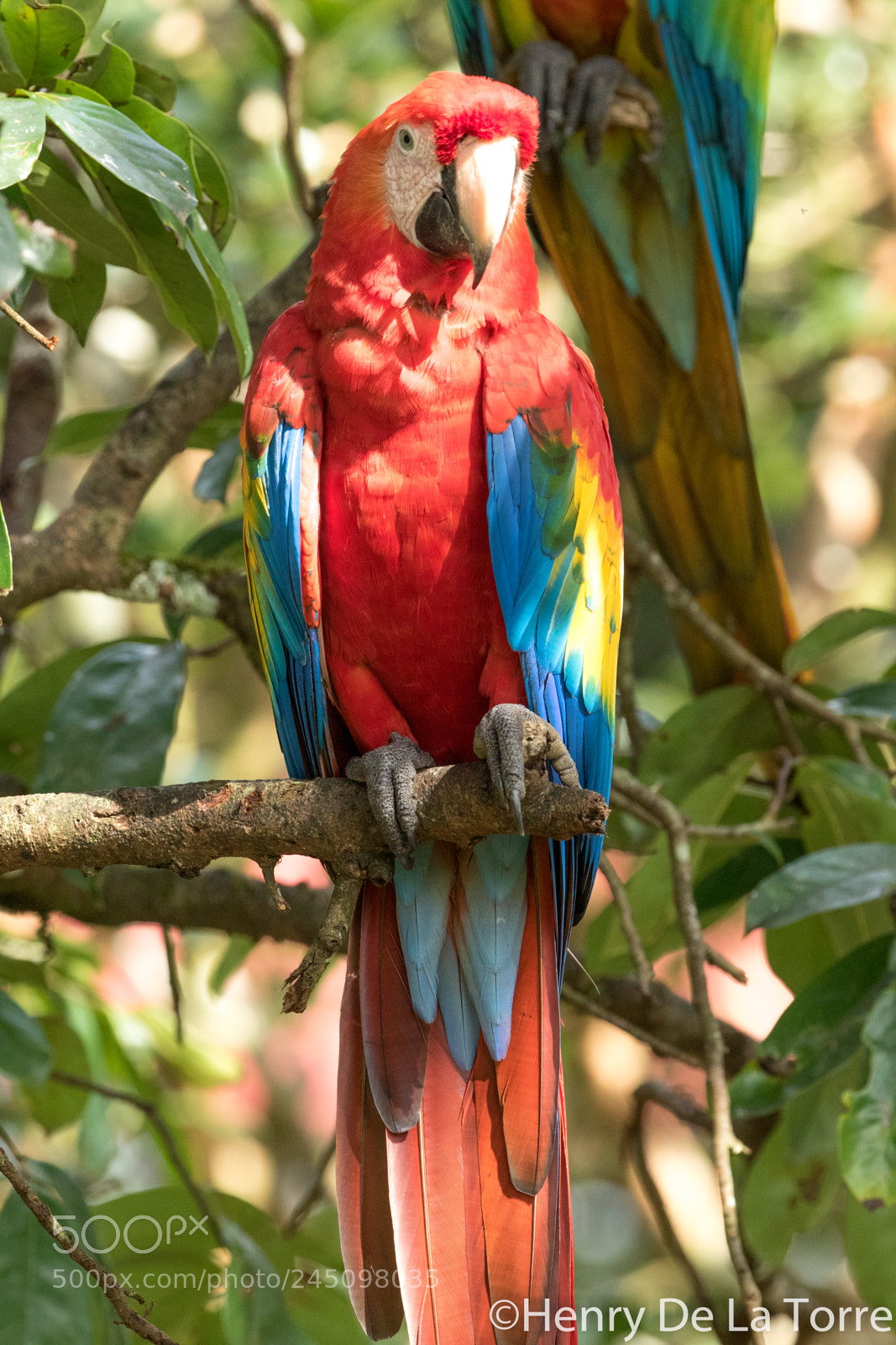 Canon EOS 7D Mark II sample photo. Scarlet macaw photography