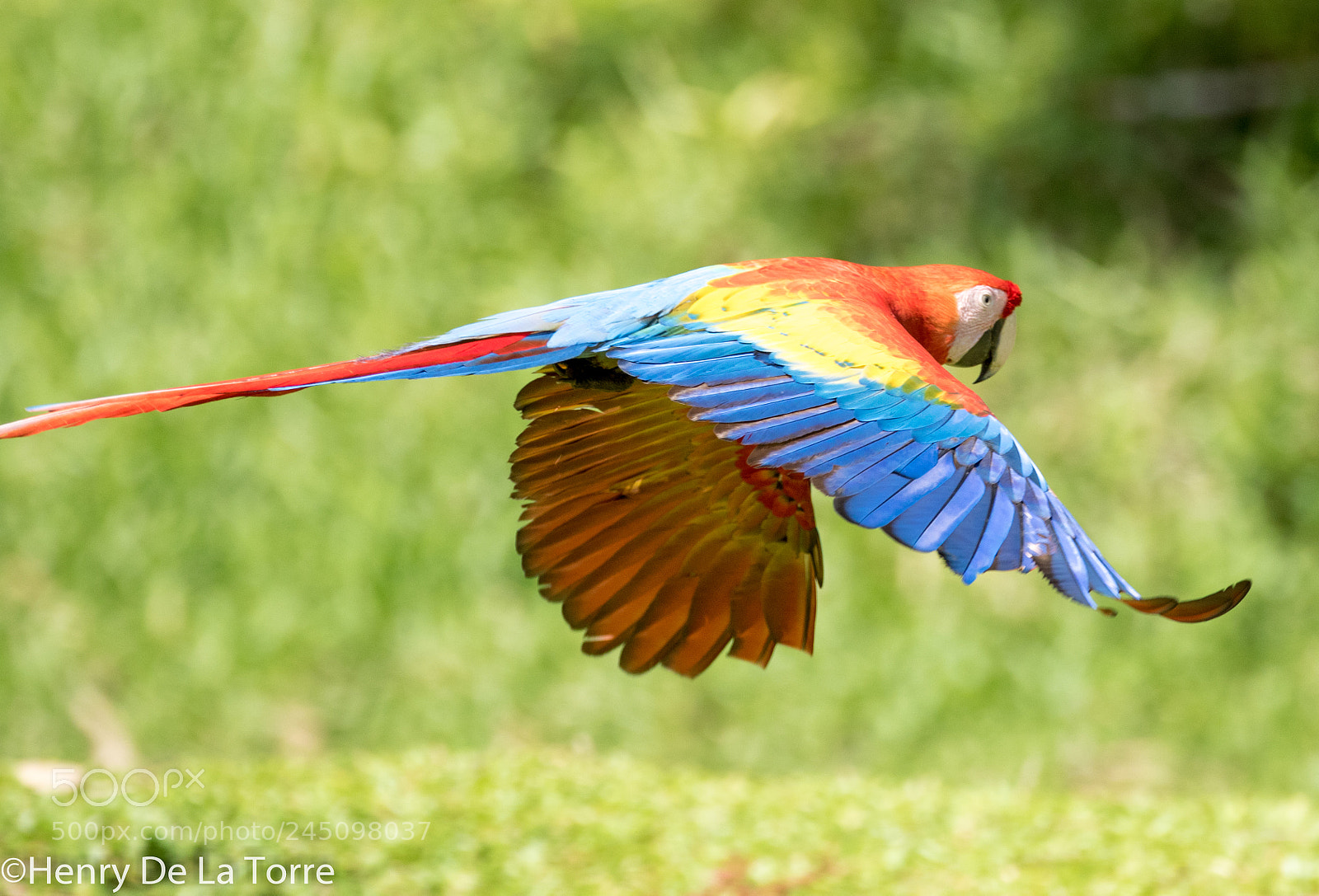 Canon EOS 7D Mark II sample photo. Scarlet macaw photography