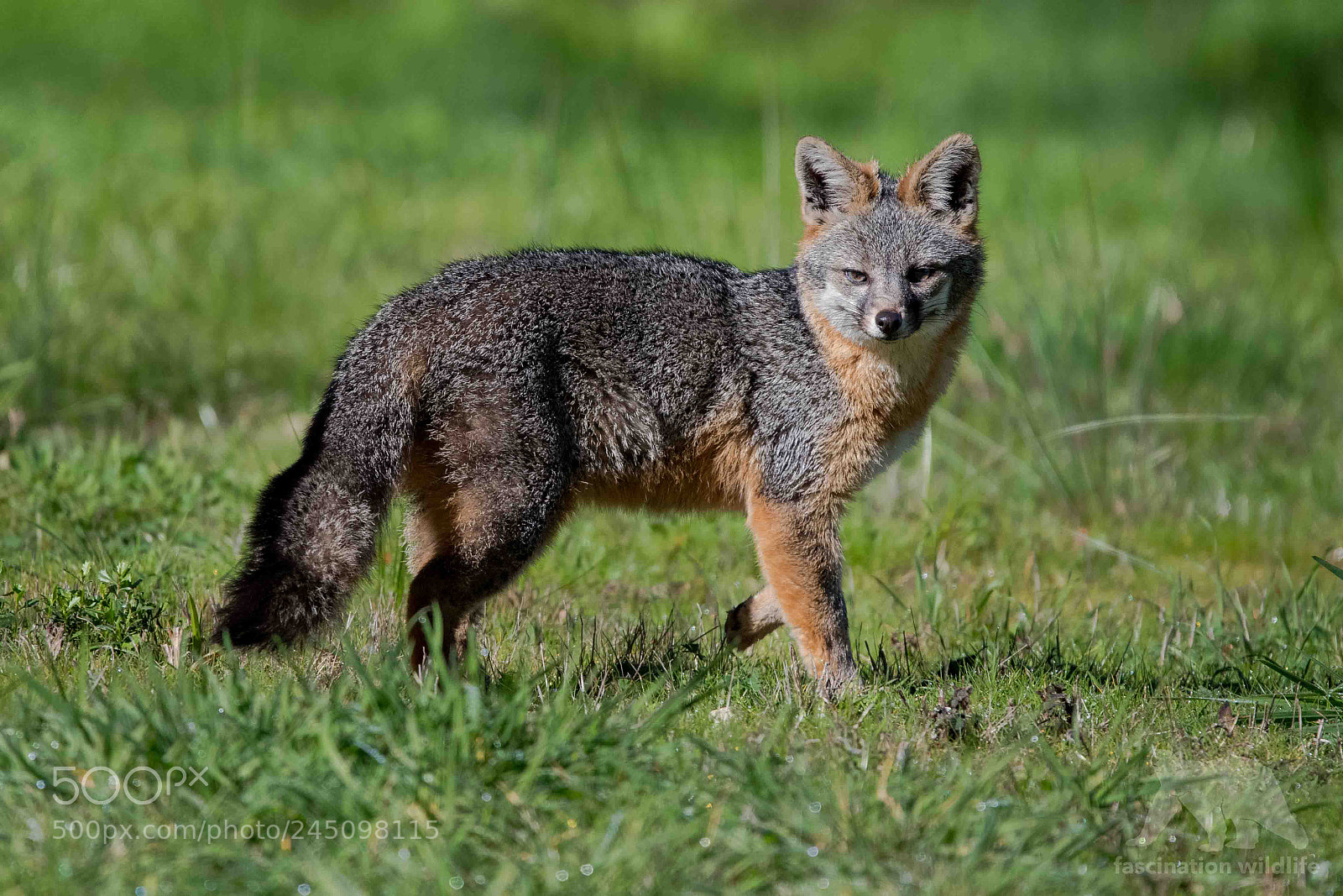Nikon D850 sample photo. Grey fox photography