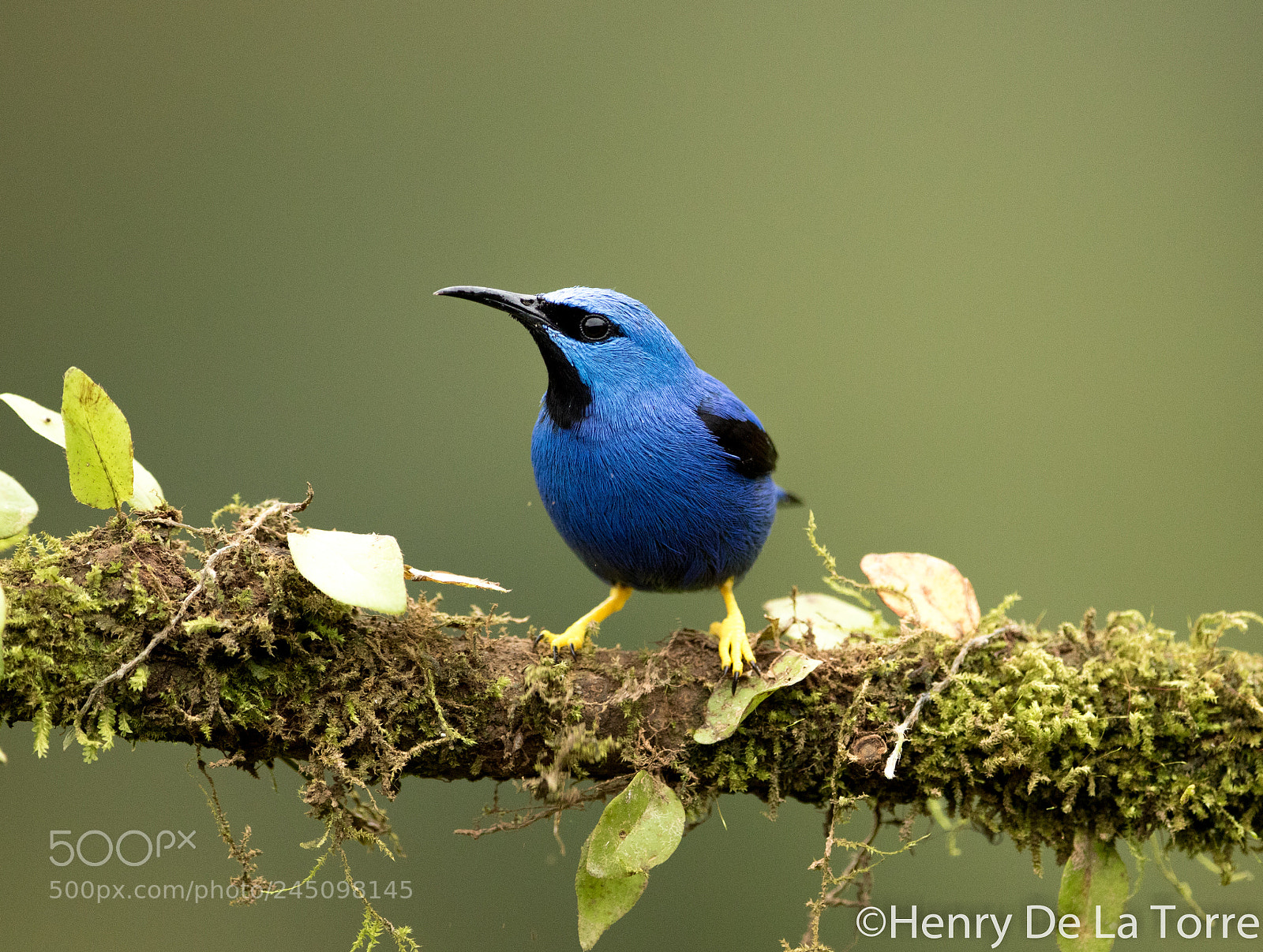 Canon EOS 7D Mark II sample photo. Shining honeycreeper photography