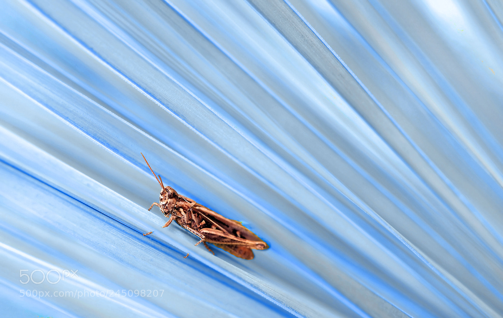 Olympus OM-D E-M5 II sample photo. Blue desert... photography