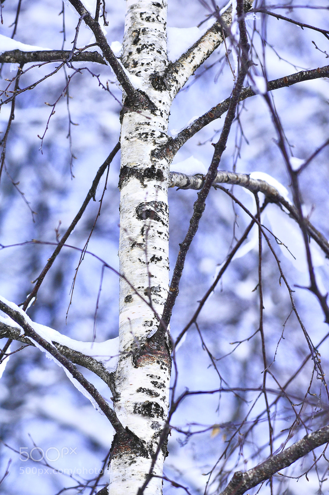 Nikon D2X sample photo. Untitled photography