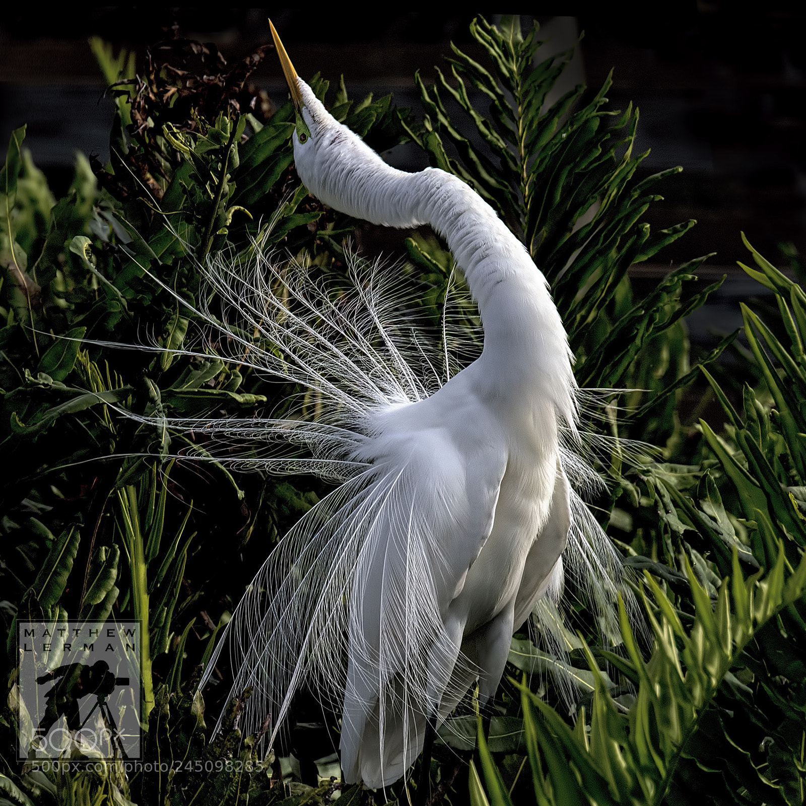 Nikon D810 sample photo. Display photography
