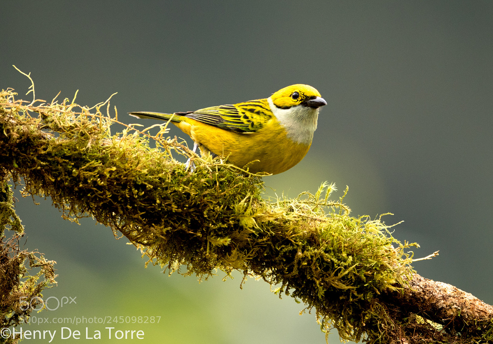 Canon EOS 7D Mark II sample photo. Silver throated tanager photography