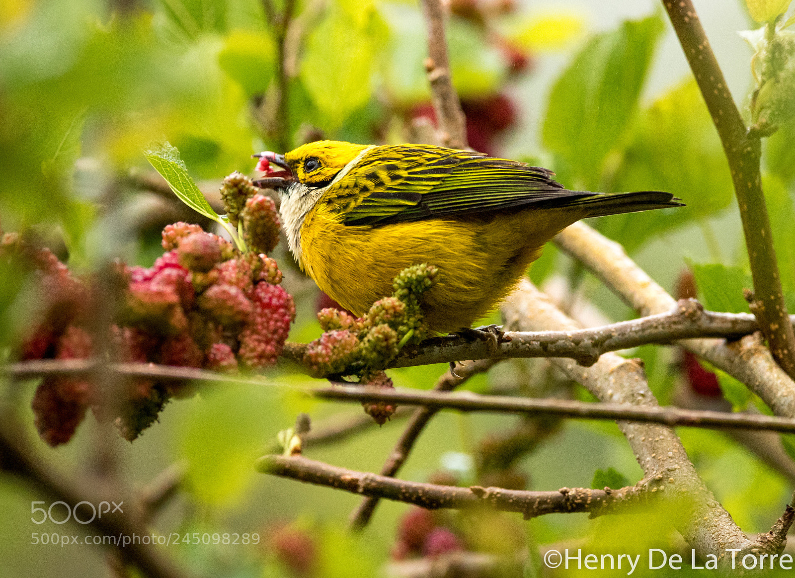 Canon EOS 7D Mark II sample photo. Silver throated tanager photography