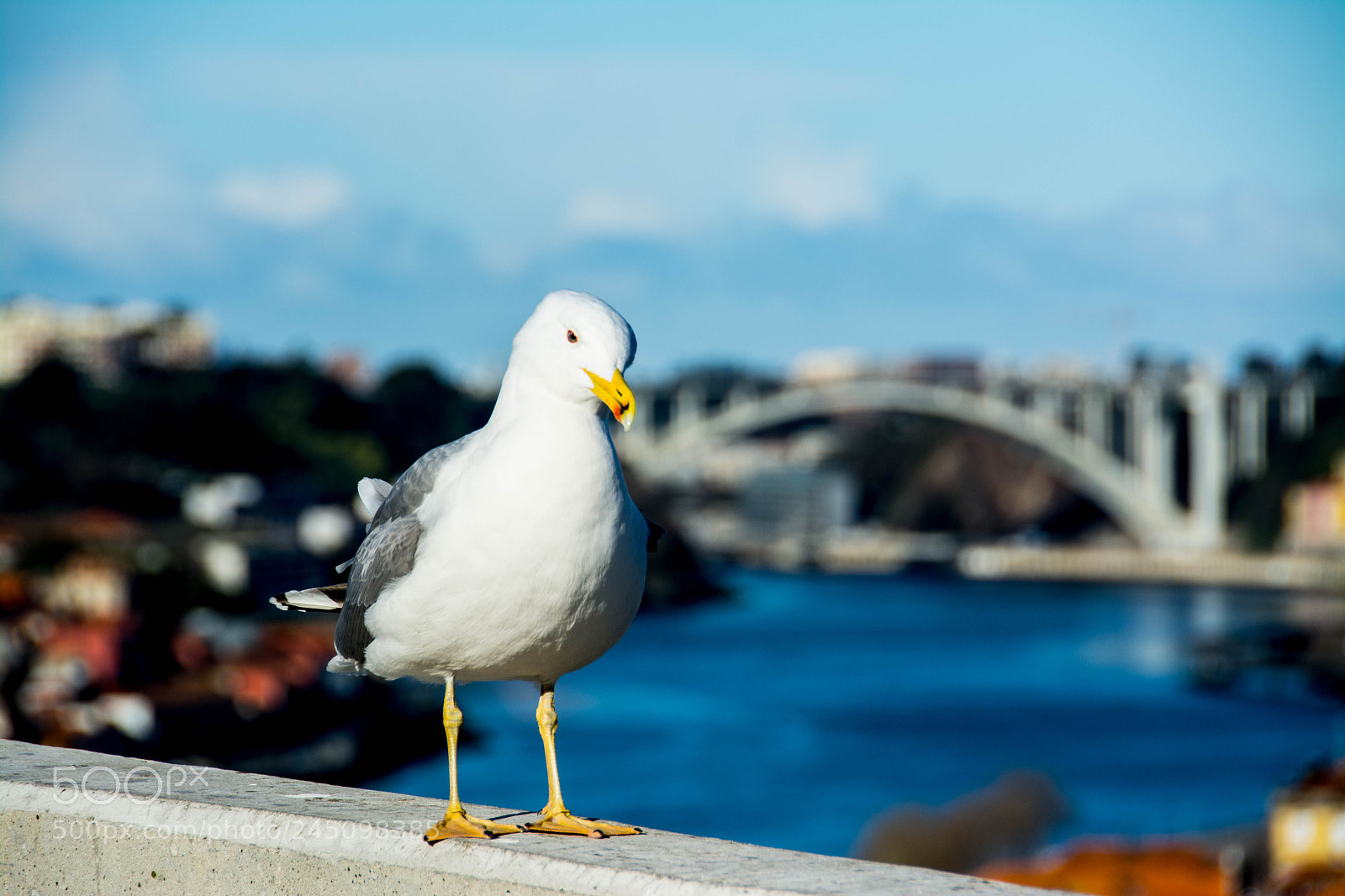 Nikon D7100 sample photo. Posing seagull photography