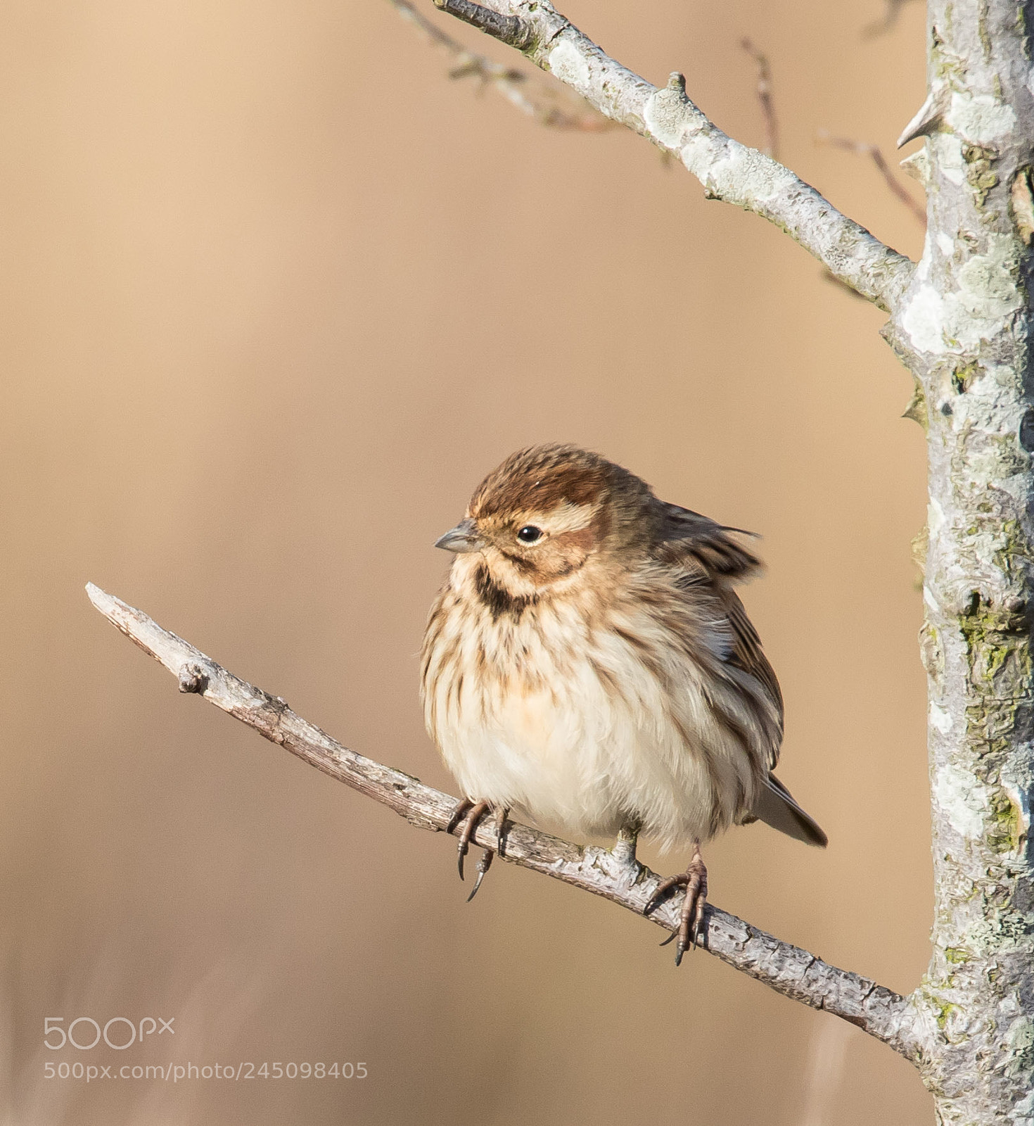 Canon EOS 7D Mark II sample photo. Female  reed bunting photography
