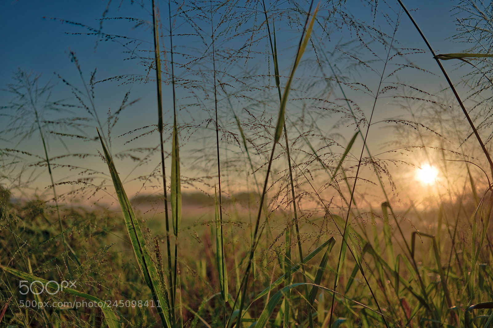 Sony a7R II sample photo. Tall grasses in the photography