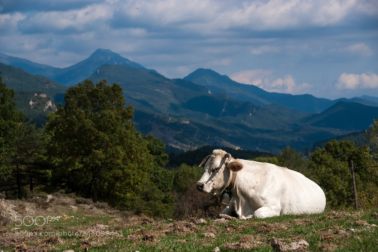 Fujifilm FinePix S5 Pro sample photo. Chilling cow photography