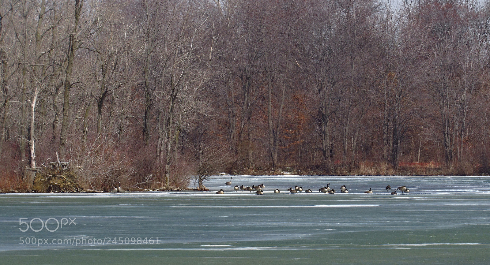 Canon PowerShot SX520 HS sample photo. Aldrich pond with geese photography