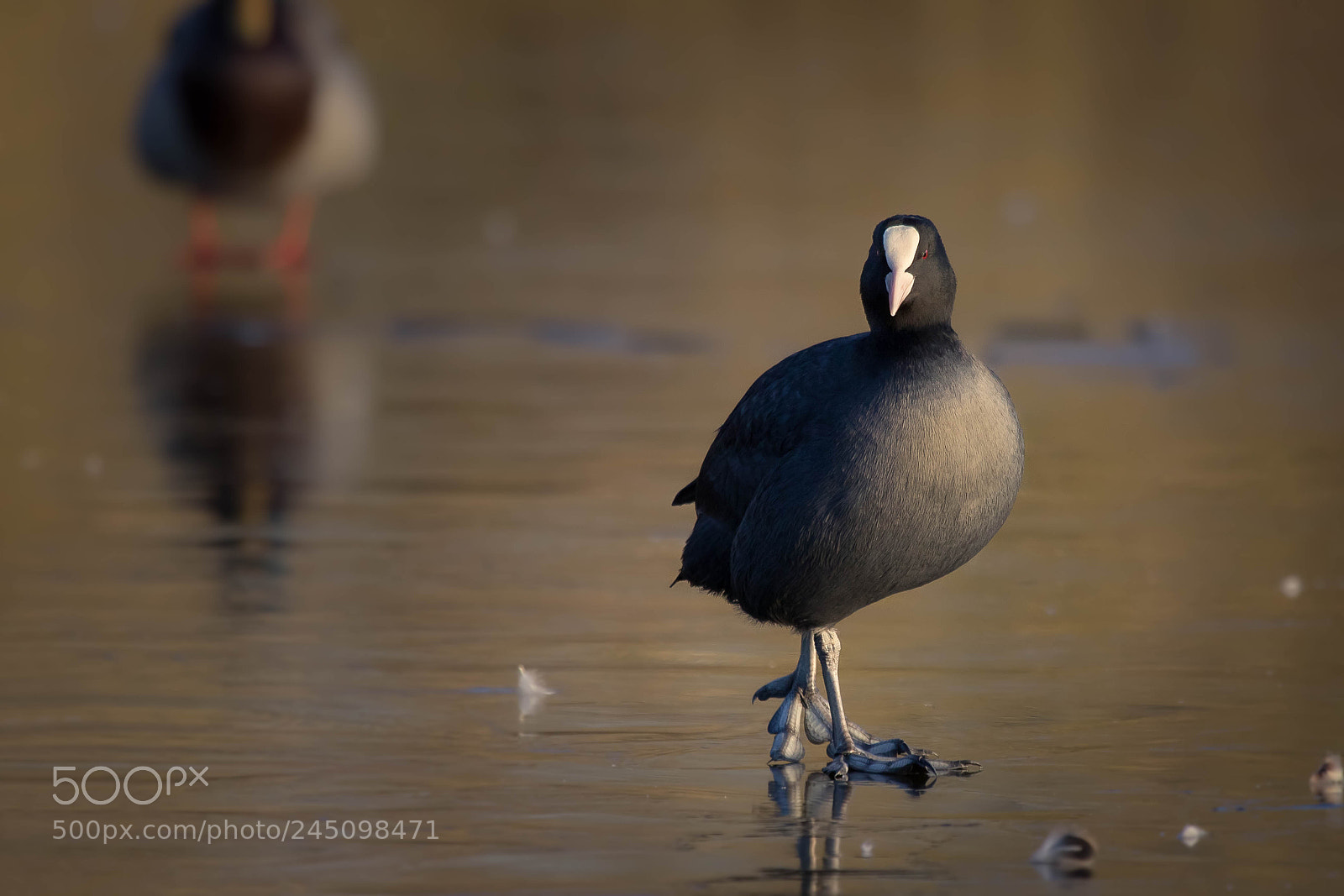 Canon EOS 7D Mark II sample photo. Coot on ice photography