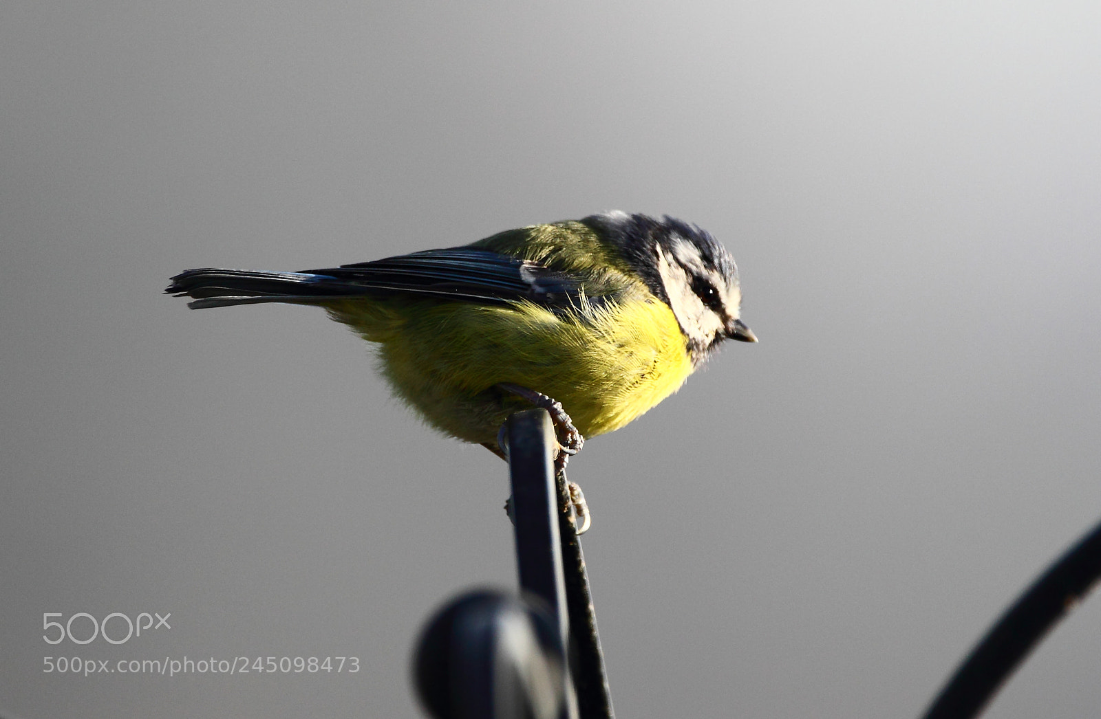 Canon EOS-1D Mark IV sample photo. Blue tit photography