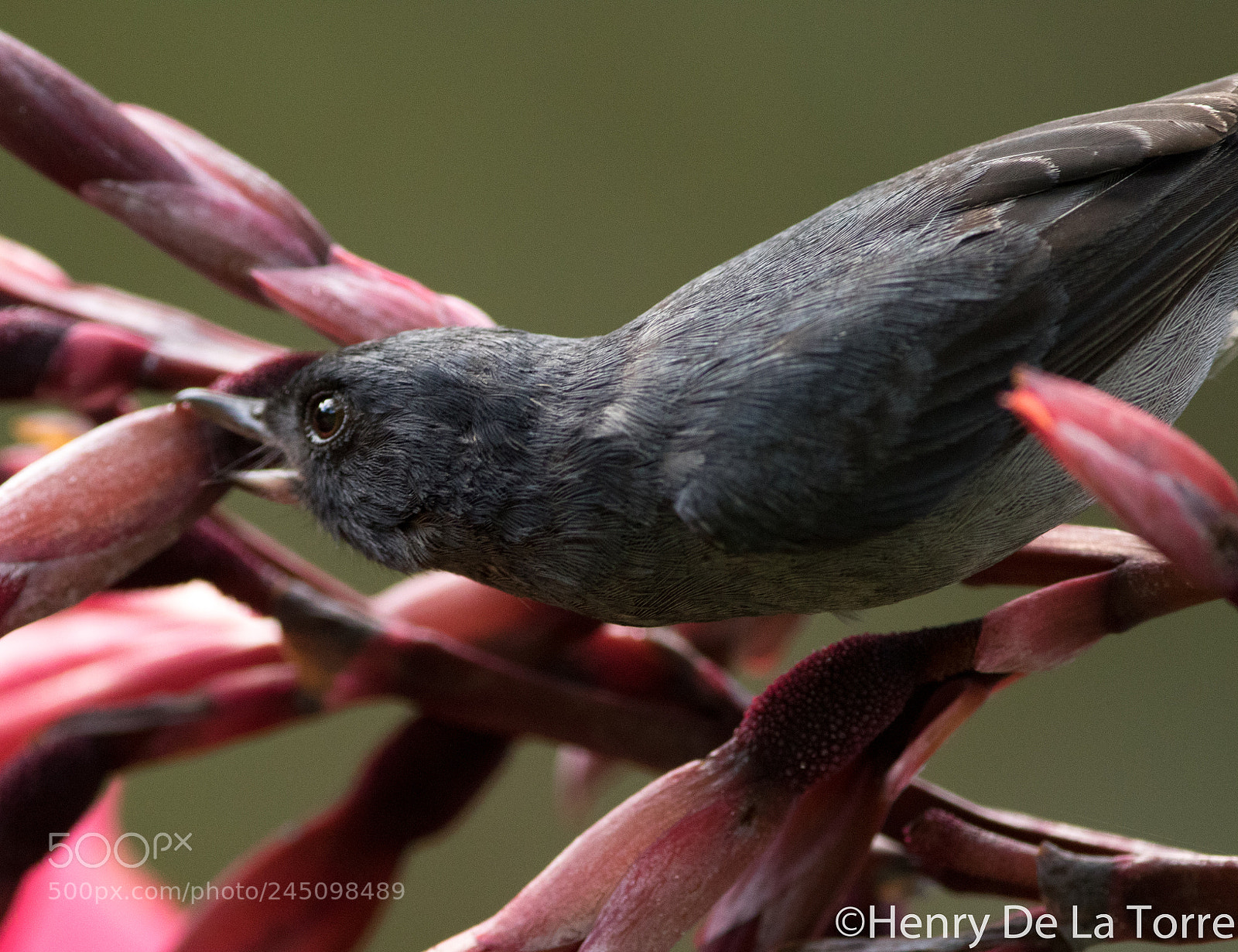 Canon EOS 7D Mark II sample photo. Slaty flowerpiercer photography