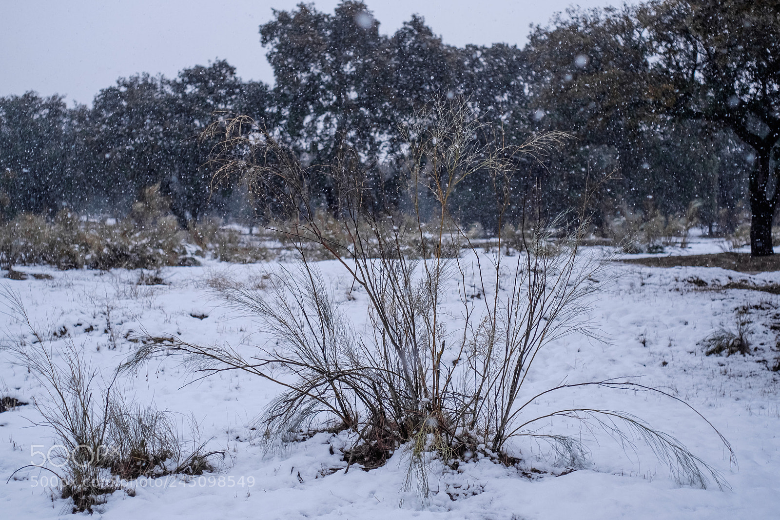 Fujifilm X-T1 sample photo. Invierno photography
