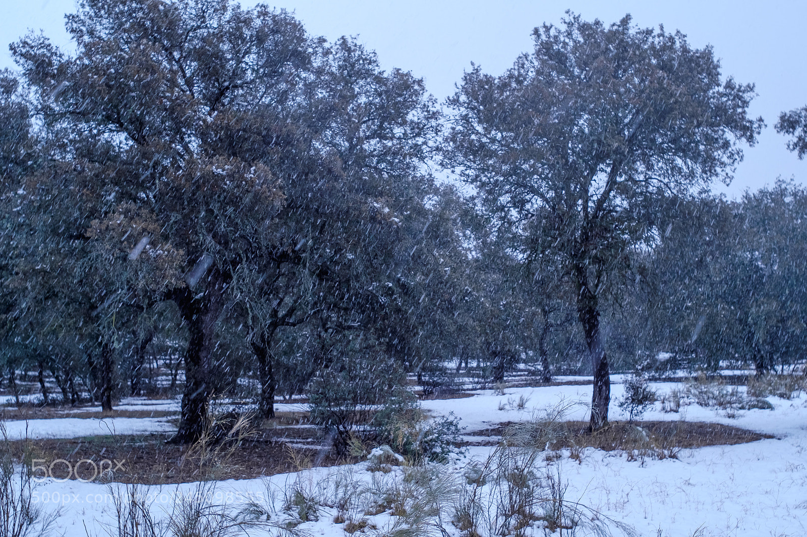 Fujifilm X-T1 sample photo. Invierno photography