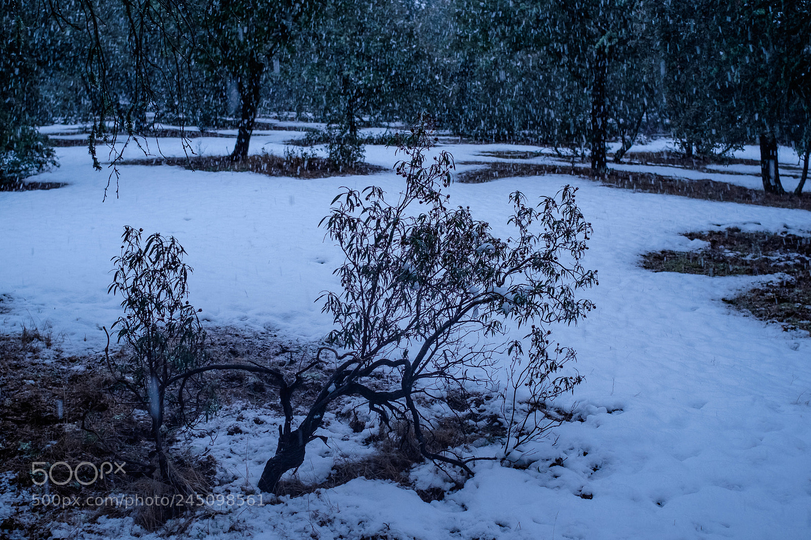 Fujifilm X-T1 sample photo. Invierno photography
