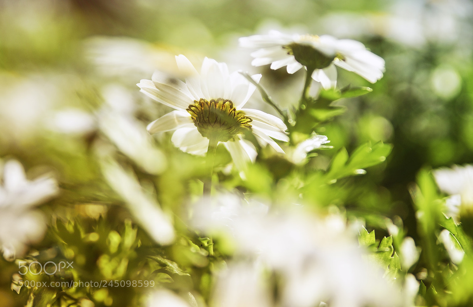 Fujifilm X-T10 sample photo. Flowers in light photography