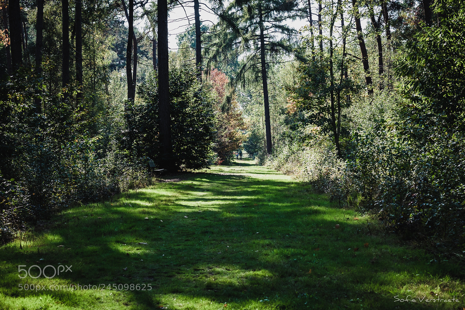 Fujifilm X-T1 sample photo. Forest lane photography