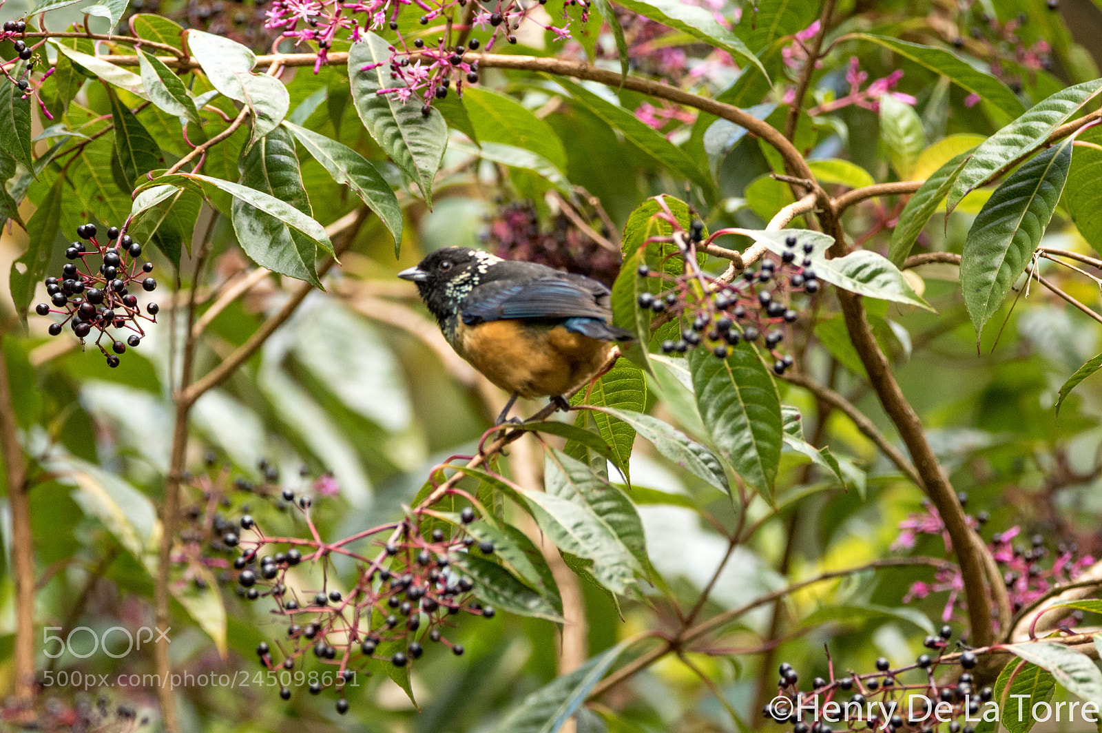 Canon EOS 7D Mark II sample photo. Spangle cheek tanager photography