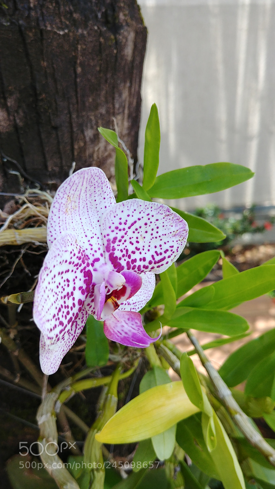 LG G6 sample photo. Untitled photography
