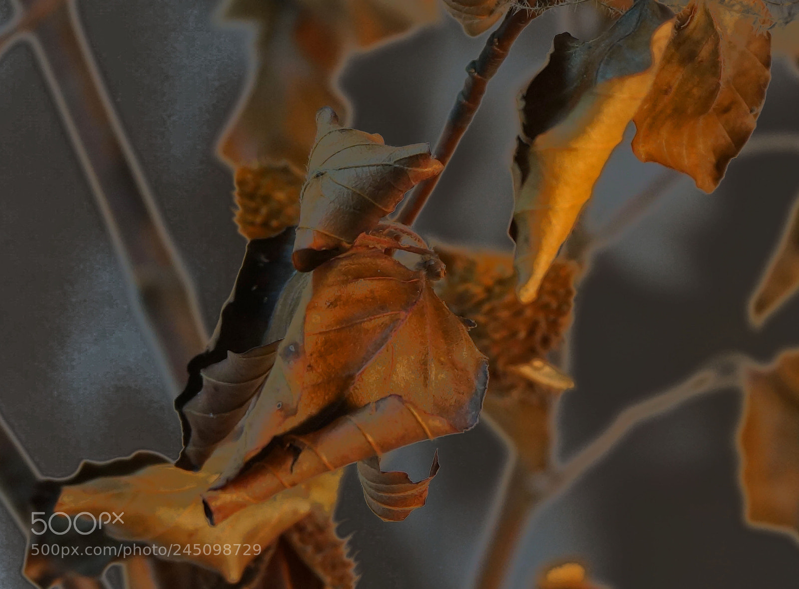 Sony Alpha NEX-6 sample photo. Nut color close up photography
