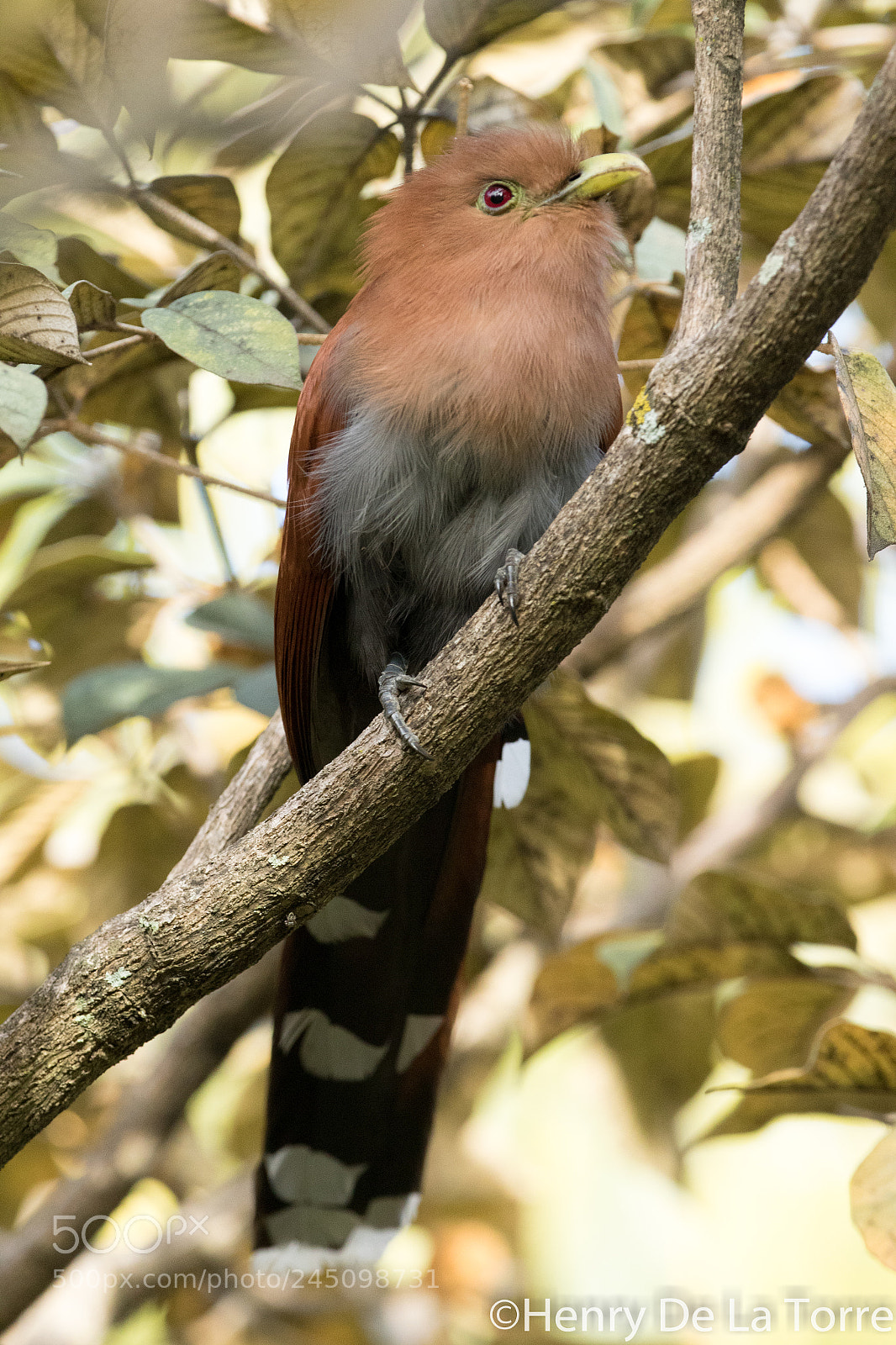 Canon EOS 7D Mark II sample photo. Squirrel cuckoo photography
