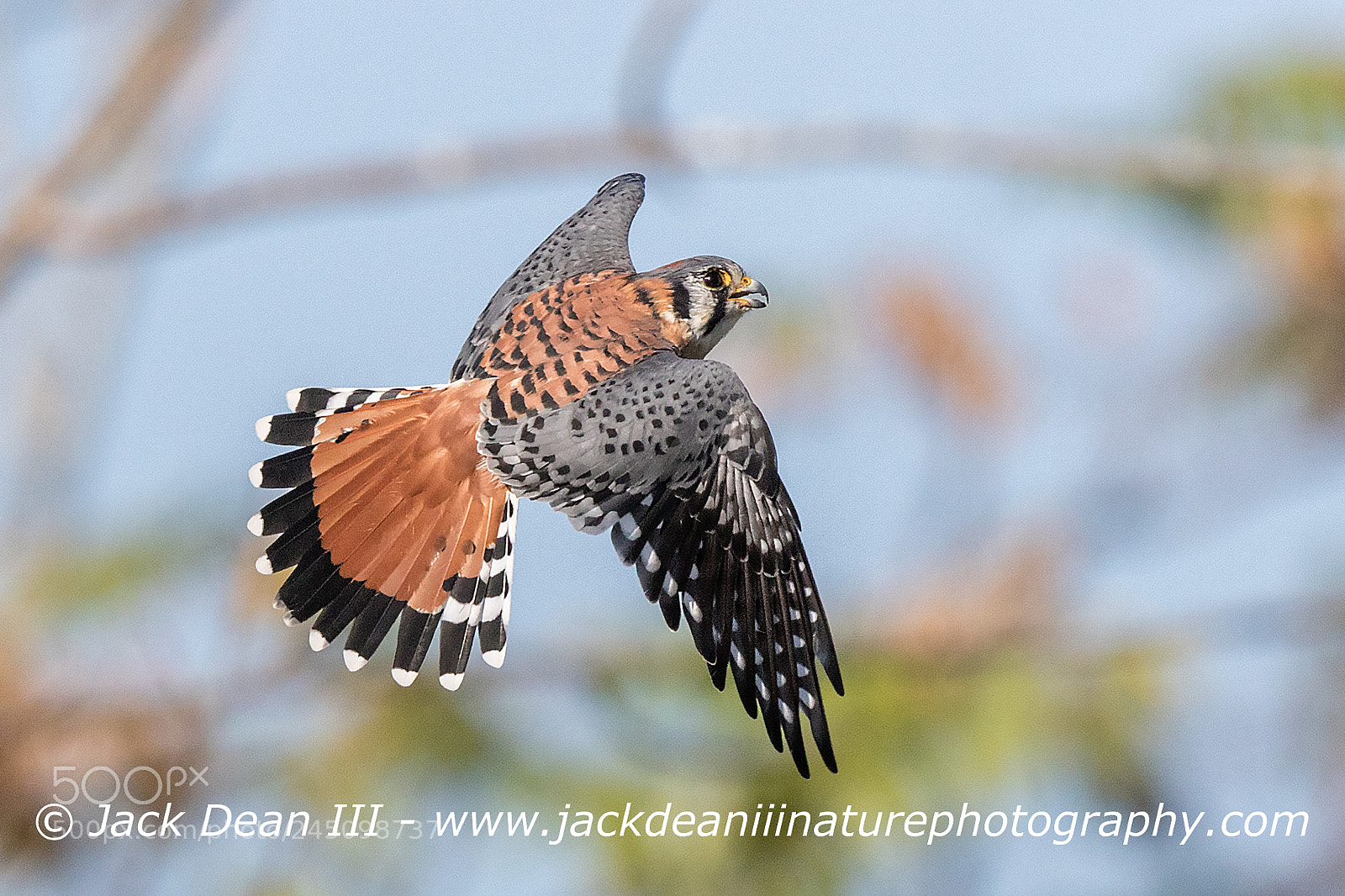 Canon EOS 7D Mark II sample photo. American kestrel photography