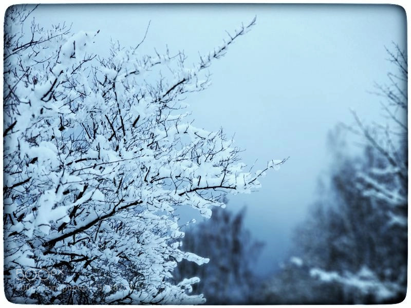 Xiaomi MI6 sample photo. Nieve photography