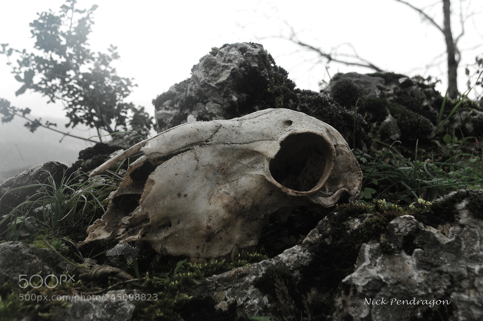 Nikon D3200 sample photo. Circle of life photography