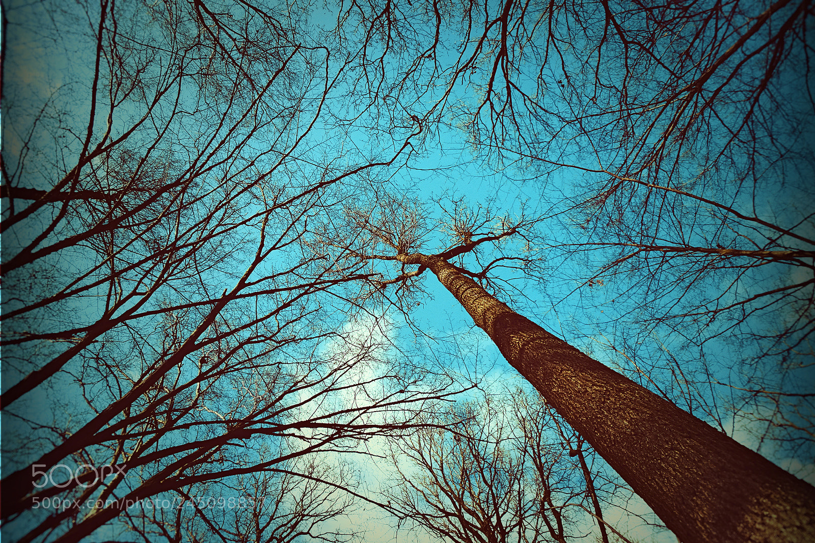 Sony DSC-HX90 sample photo. Treetop photography