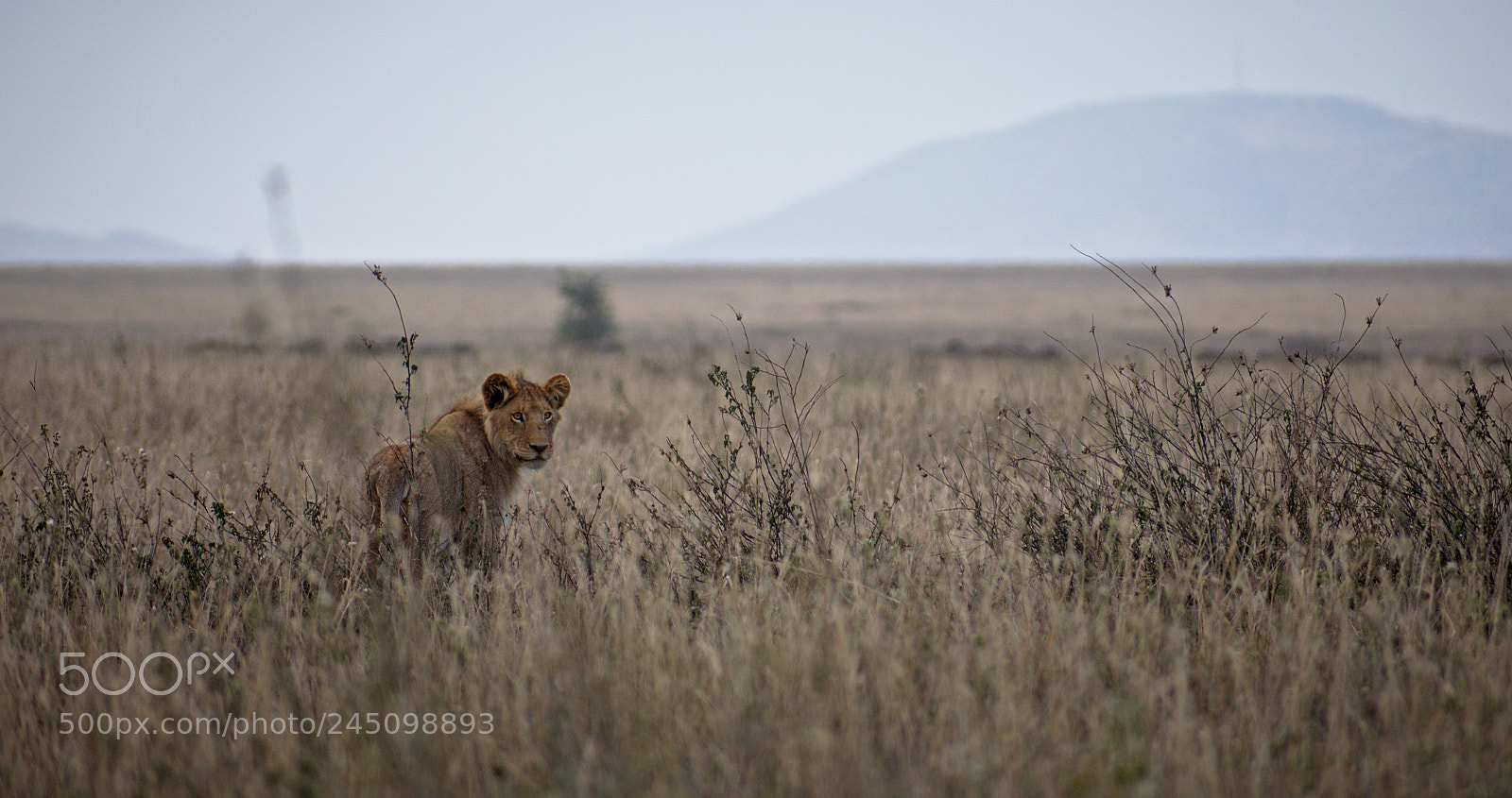Nikon D3400 sample photo. Lioness gaze photography