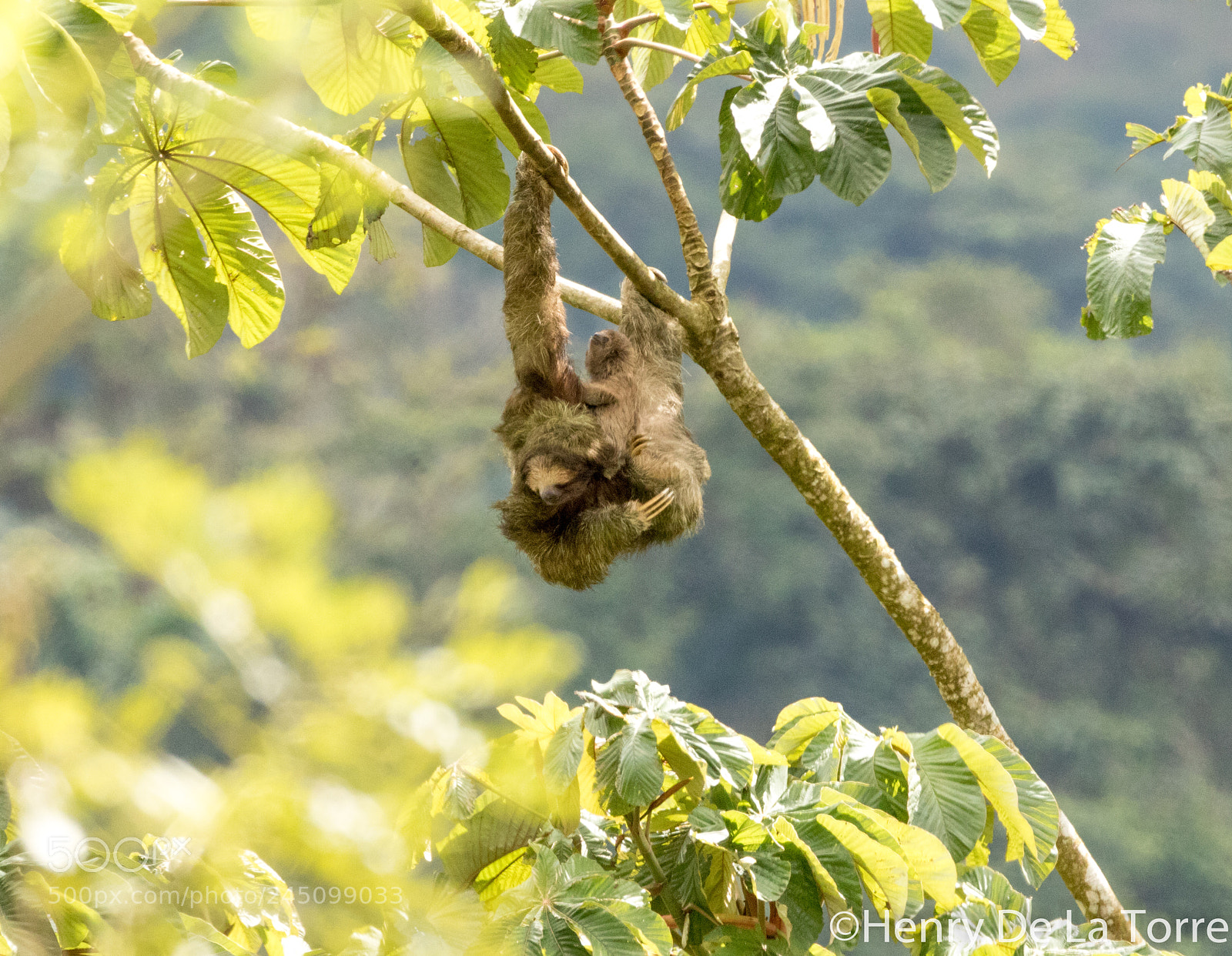 Canon EOS 7D Mark II sample photo. Three toed sloth with photography