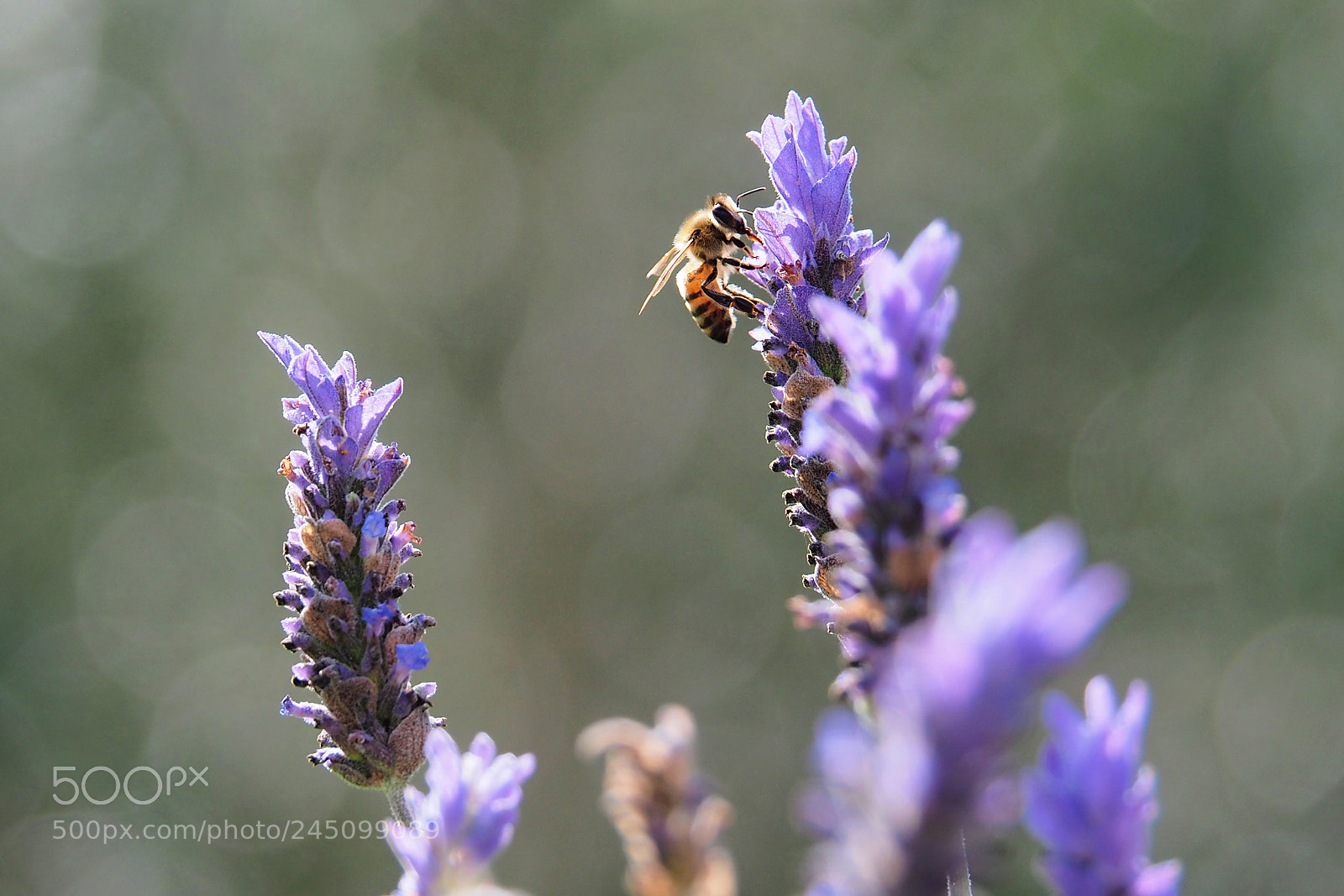 Olympus OM-D E-M10 sample photo. A bee on a photography