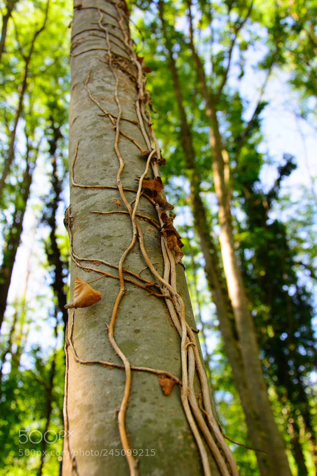 Nikon D5200 sample photo. Upward photography