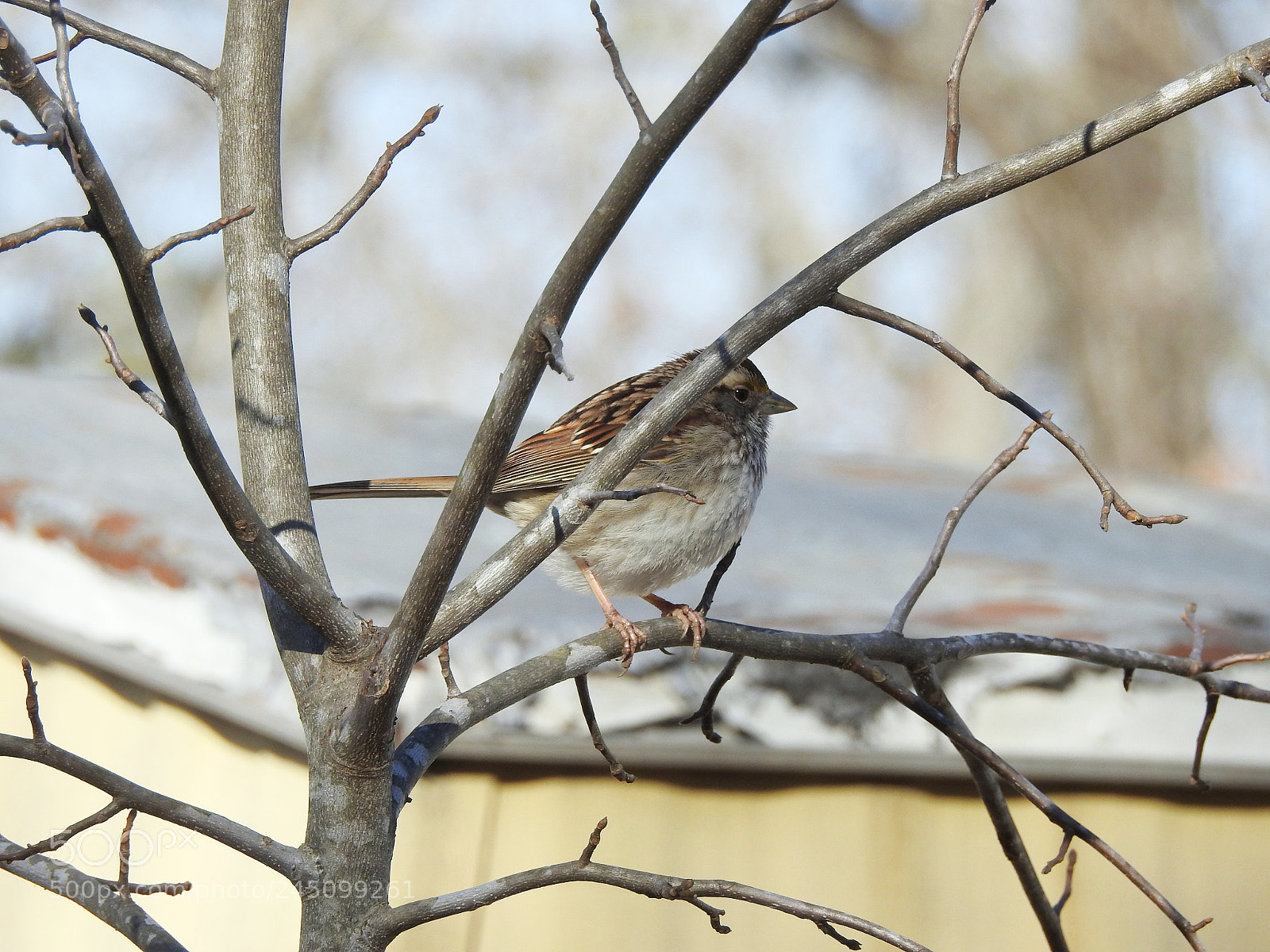 Nikon Coolpix P900 sample photo. Bird photography