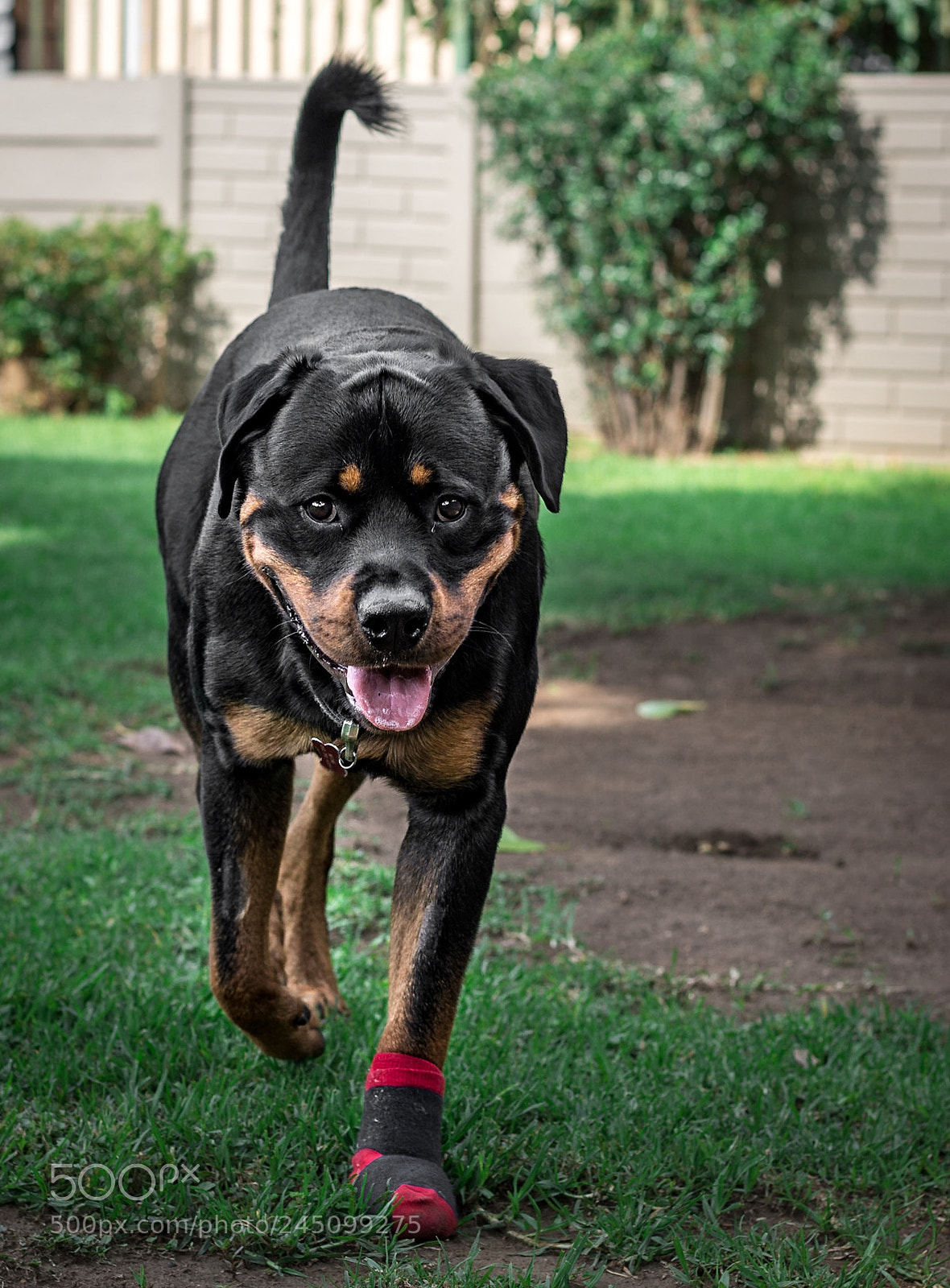 Nikon D7200 sample photo. Axel happy photography