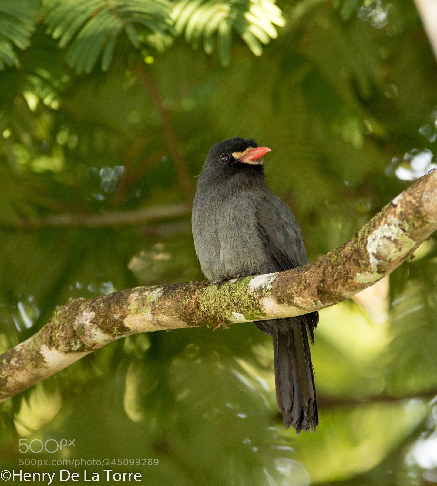 Canon EOS 7D Mark II sample photo. White fronted nunbird photography