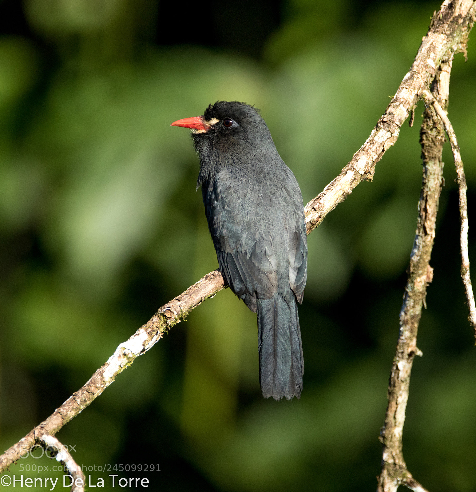 Canon EOS 7D Mark II sample photo. White fronted nunbird photography
