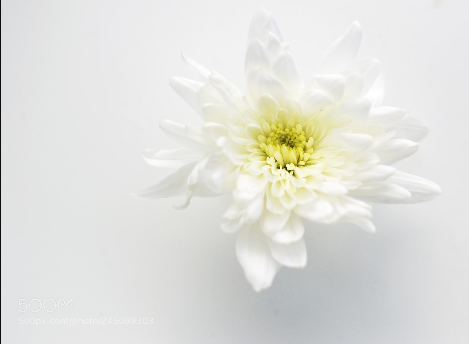 Nikon D3200 sample photo. White photography