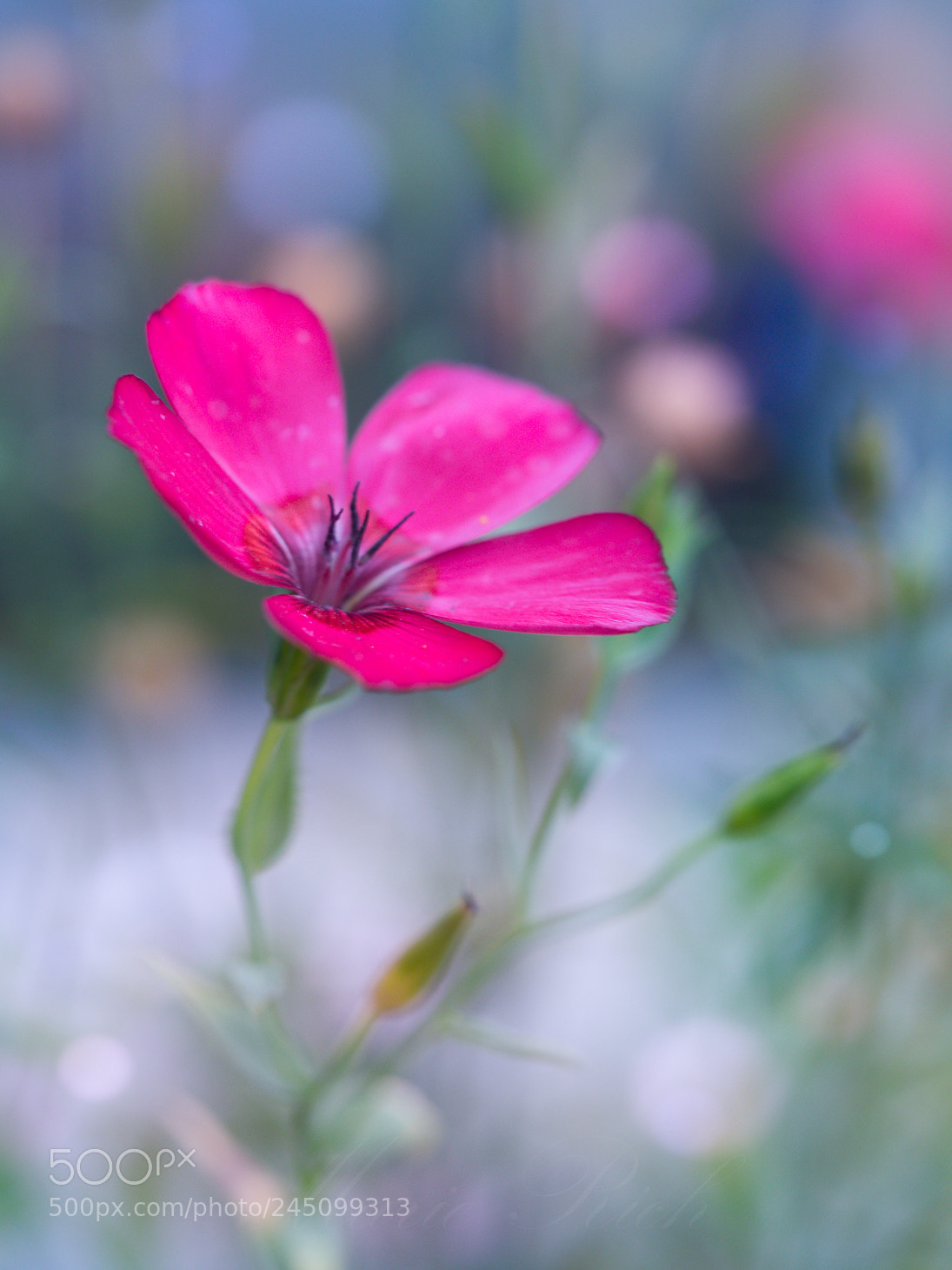 Olympus PEN E-PL5 sample photo. Bokehlicious photography