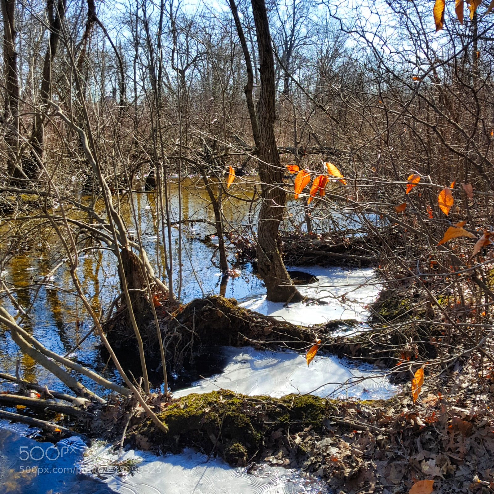 Samsung Galaxy S6 sample photo. Winter swamp photography