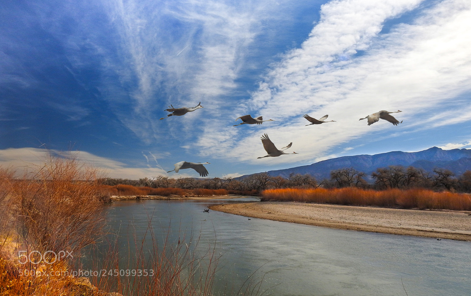 Nikon Coolpix P900 sample photo. Sandhill cranes, rio grande photography