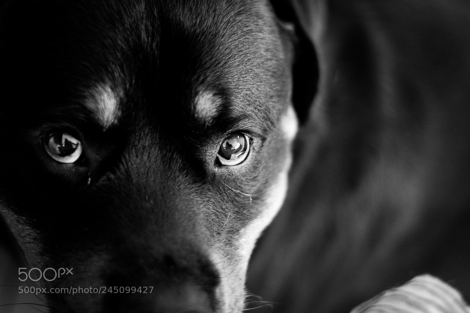 Nikon D7200 sample photo. Axel eyes photography