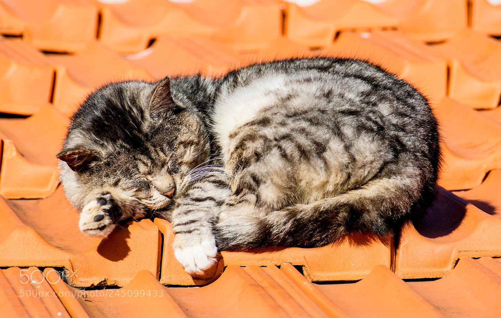 Nikon D7100 sample photo. Hot roof photography