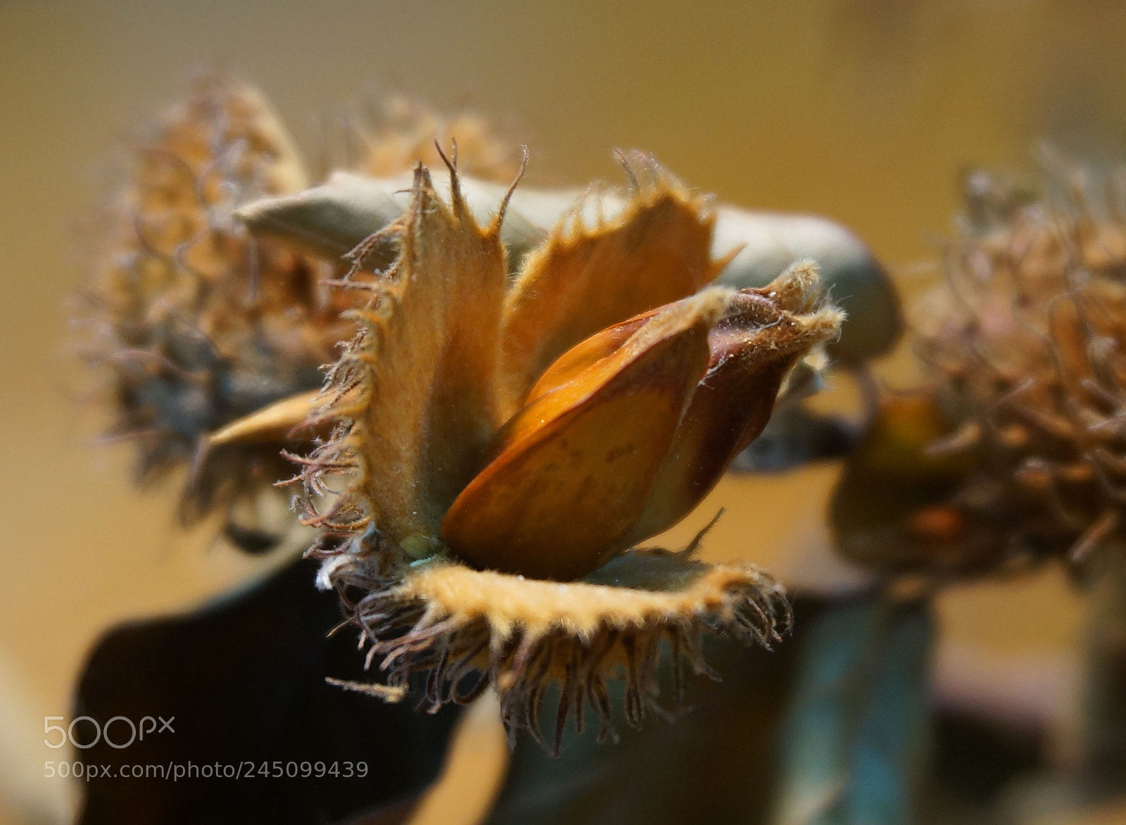 Sony Alpha NEX-6 sample photo. Dry nut shell detail photography