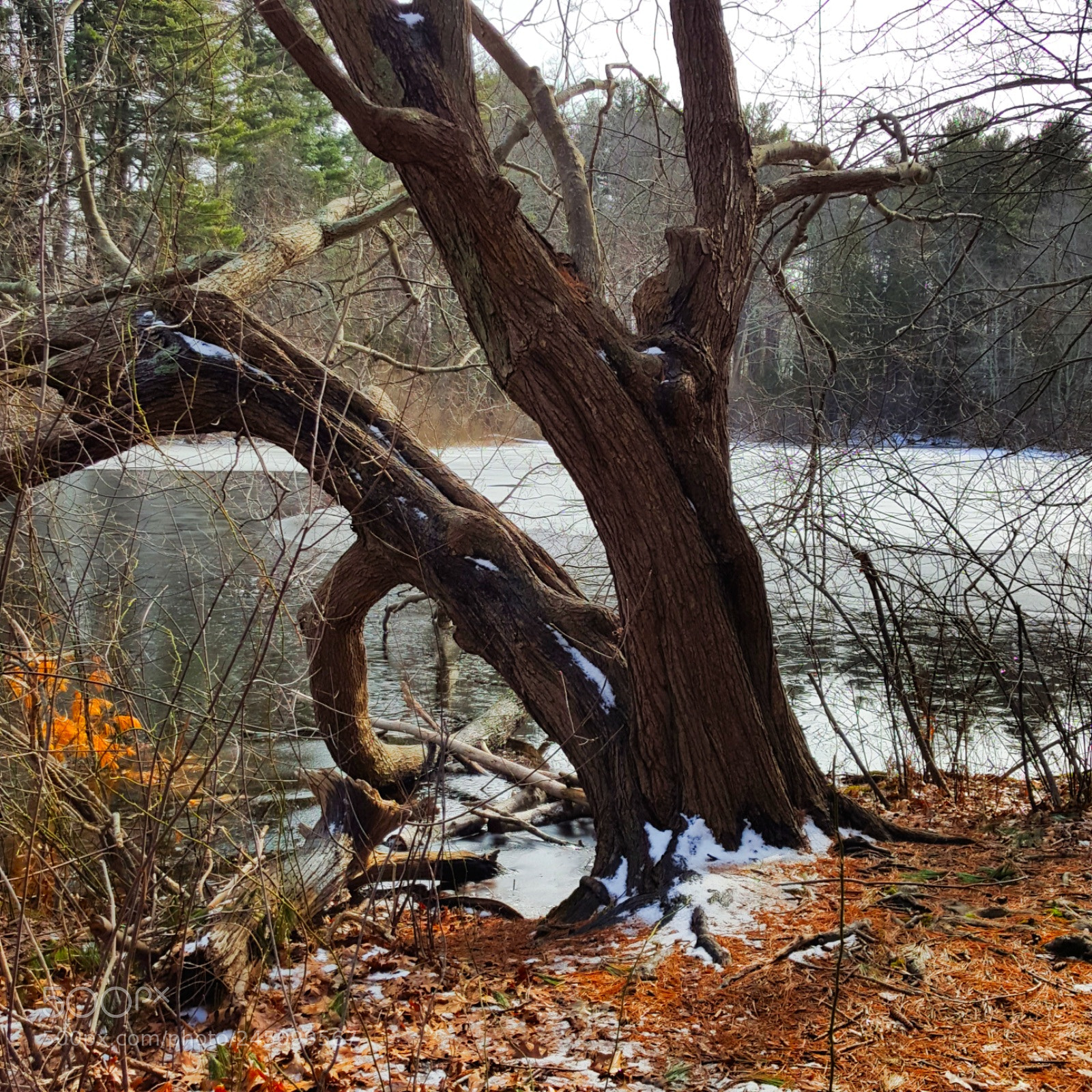 Samsung Galaxy S6 sample photo. This odd tree photography