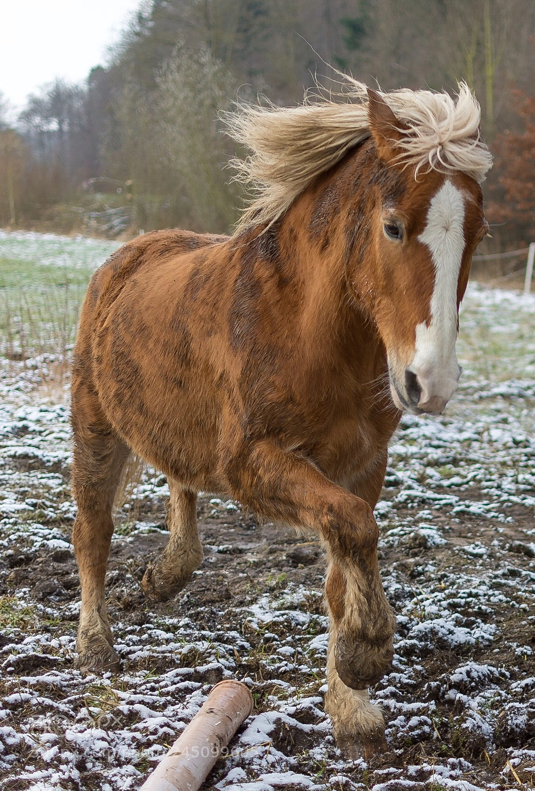 Nikon D7200 sample photo. Haflinger have fun photography