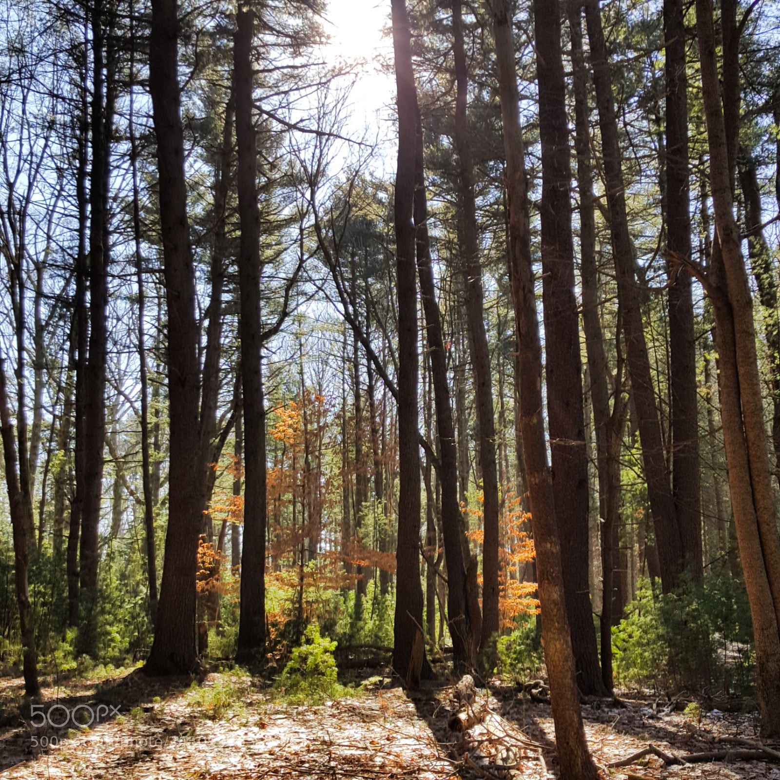 Samsung Galaxy S6 sample photo. Bright path photography