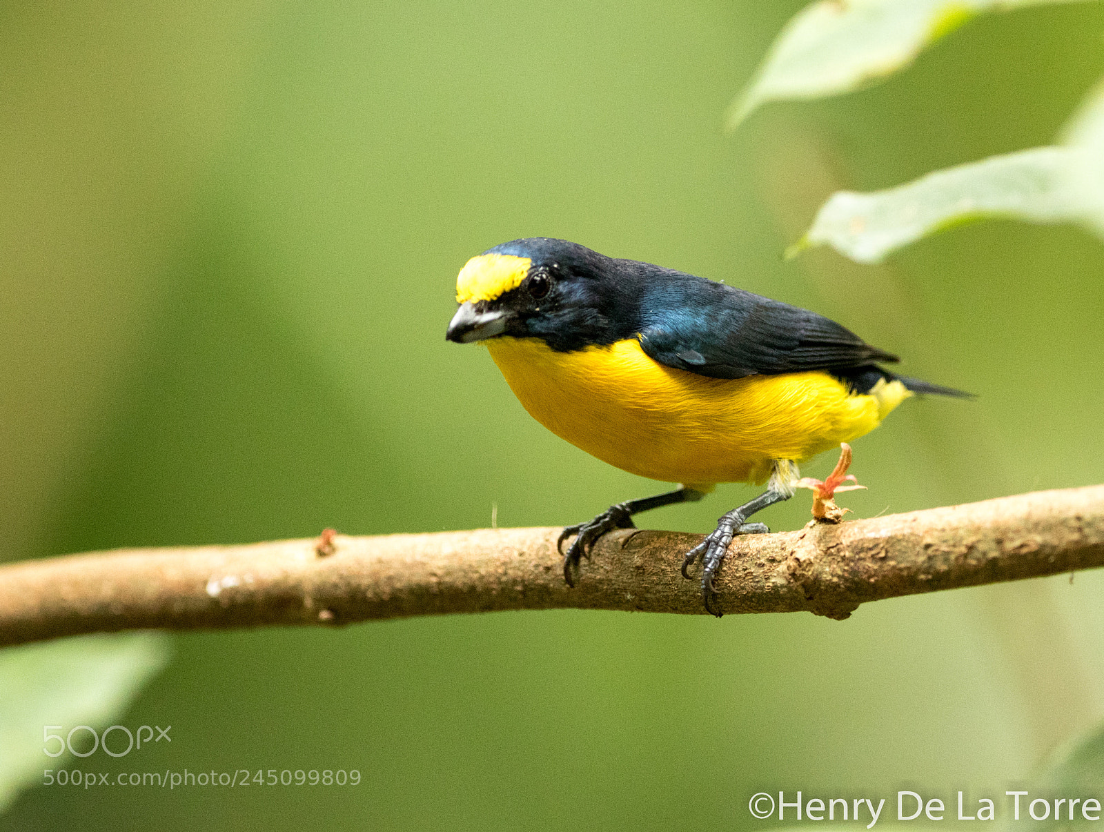 Canon EOS 7D Mark II sample photo. Yellow throated euphonia photography