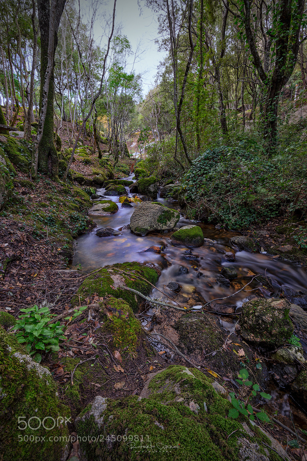 Nikon D610 sample photo. :::sottobosco gallurese::: photography
